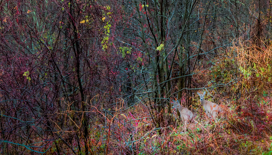 Autumn Ridge Photograph by Karen Wiles