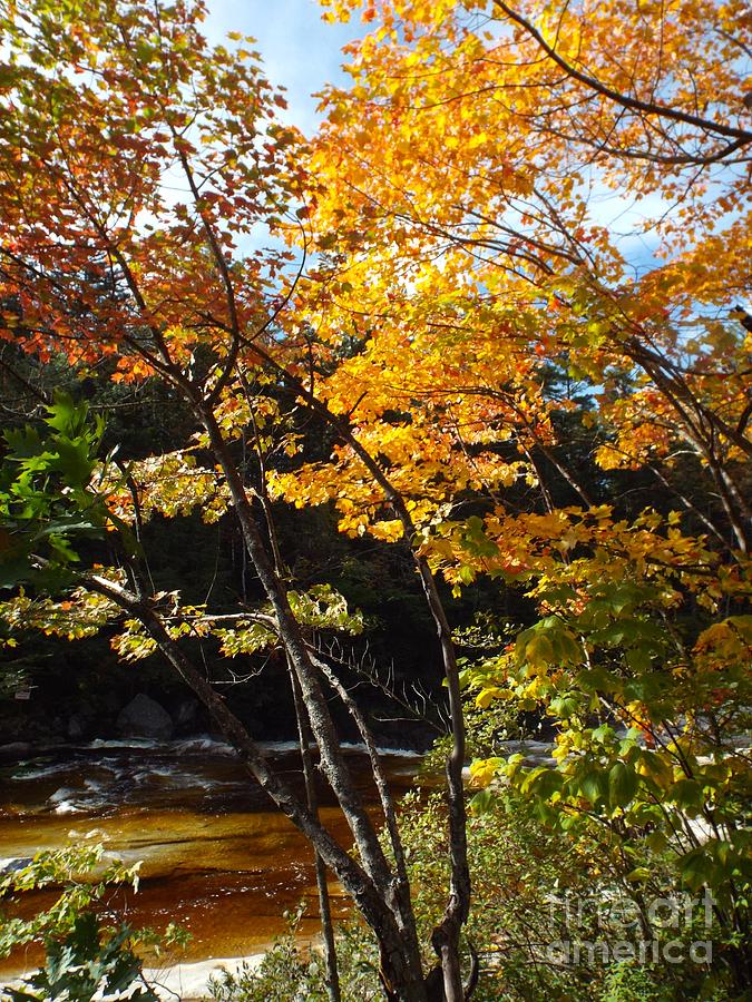 Autumn River Photograph by Barbara Von Pagel