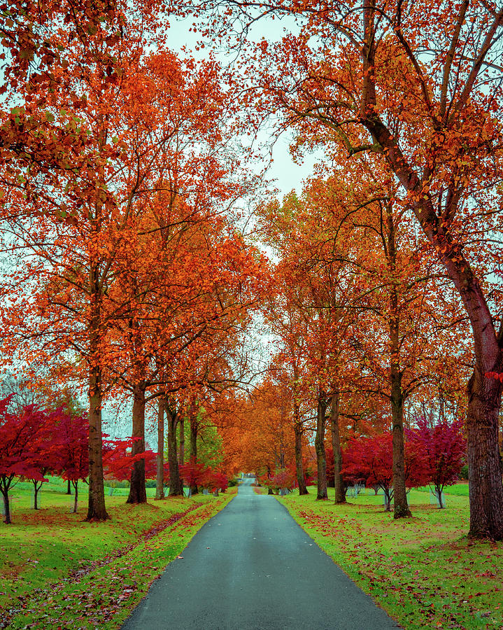 Fall Photograph - Autumn Road by Brian James