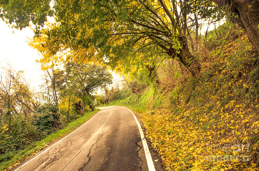Fall Photograph - Autumn Road Driving Canvas Countryroad Fall Prints by Luca Lorenzelli
