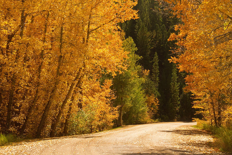 Autumn Road Photograph by James BO Insogna