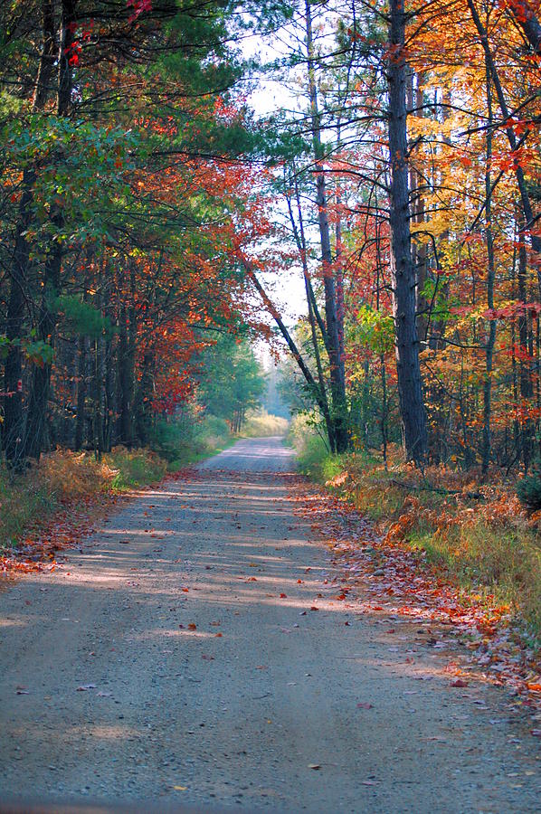 Tree Photograph - Autumn Road by Jennifer Englehardt