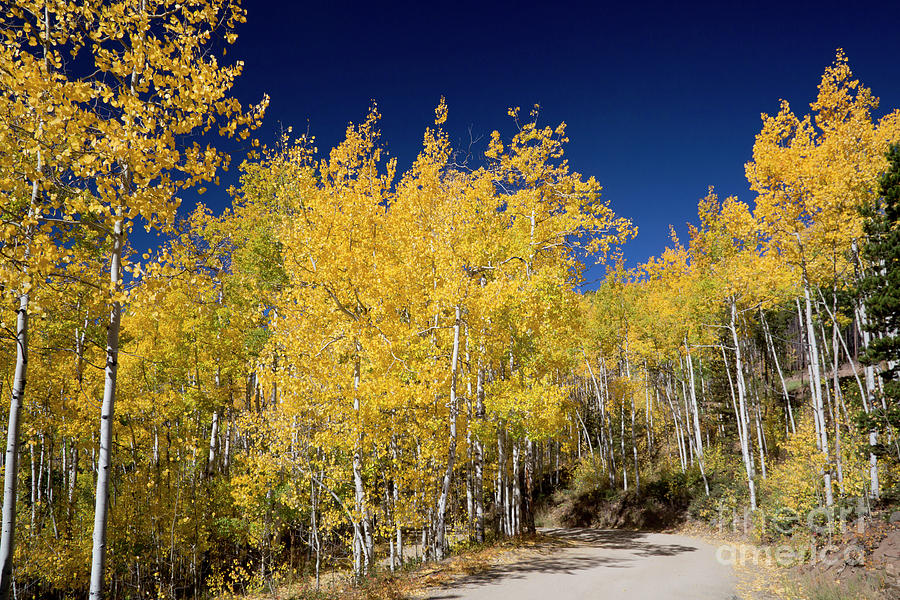 Autumn Road Photograph by Jim West