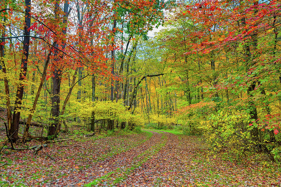 Autumn Road Photograph