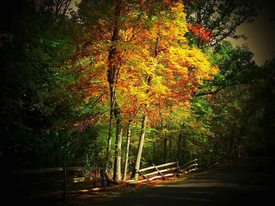 Fall Photograph - Autumn Road by Joyce Kimble Smith