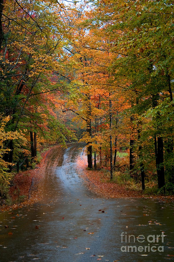 Autumn Road Photograph by Larry Landolfi