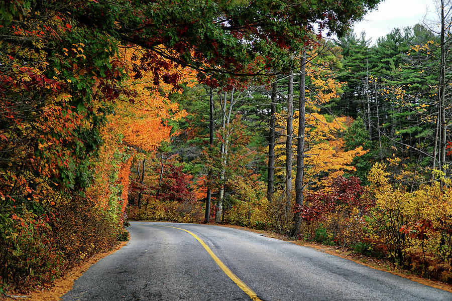 Autumn road Photograph by Lilia S