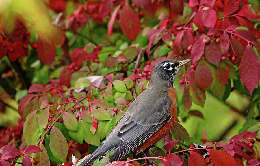 Autumn Robin Photograph