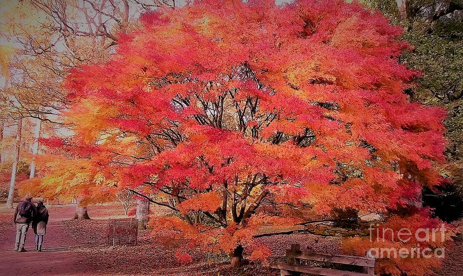 Tree Photograph - Autumn Romance by John Williams