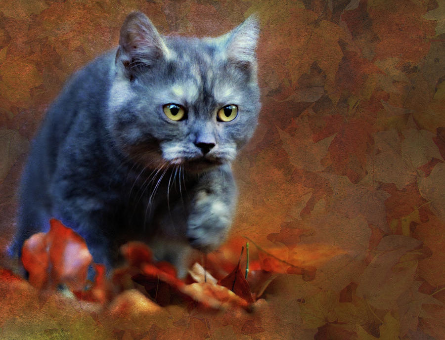 Cat Photograph - Autumn Romp Cat Art by Georgiana Romanovna