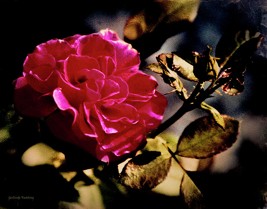 Autumn Rose Photograph by Gerlinde Keating