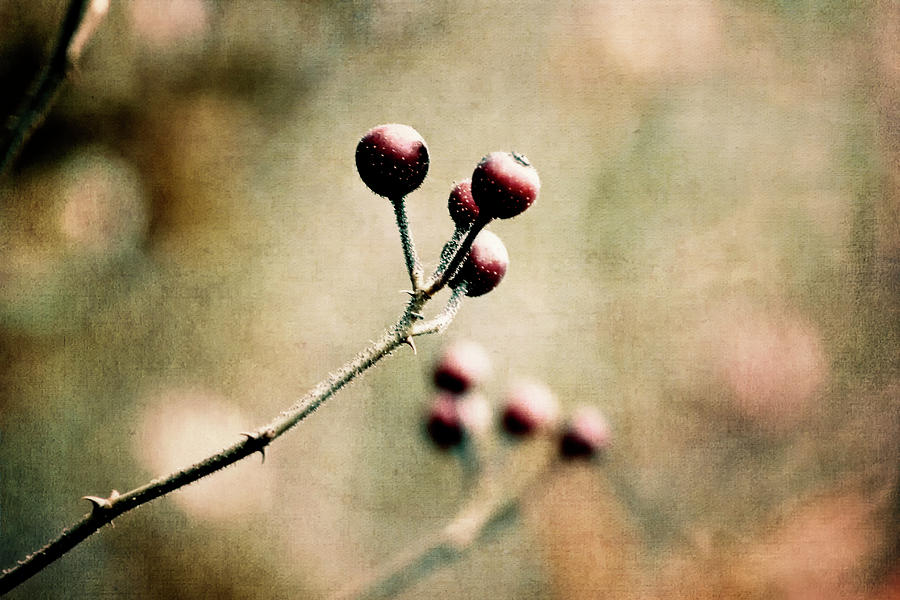 Autumn Rose Hips Photograph by Laura Vilandre