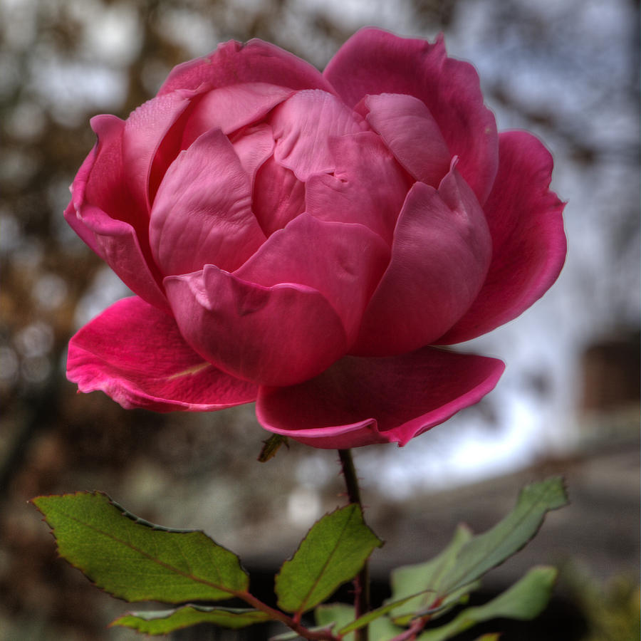 Autumn Rose Photograph by Steve Gravano