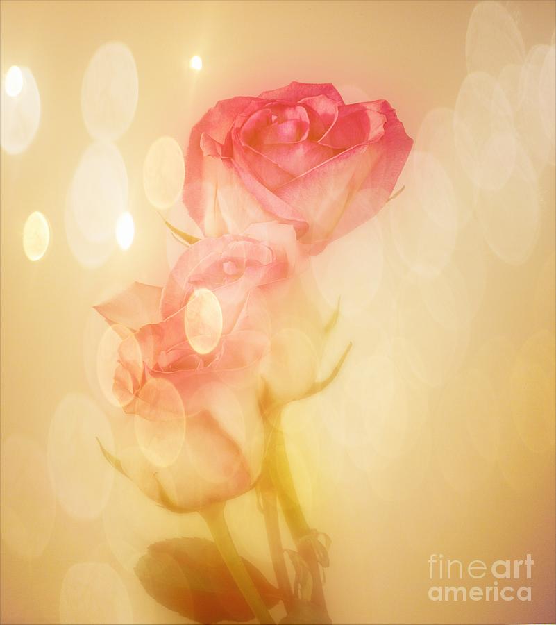 Autumn Roses Photograph by Shirley Mangini