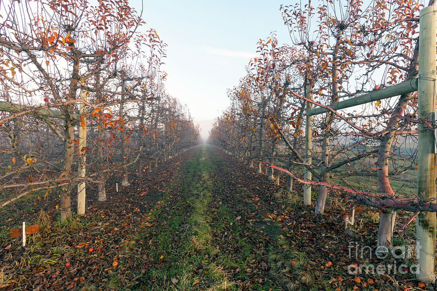 Autumn Rows Photograph by Michael Dawson