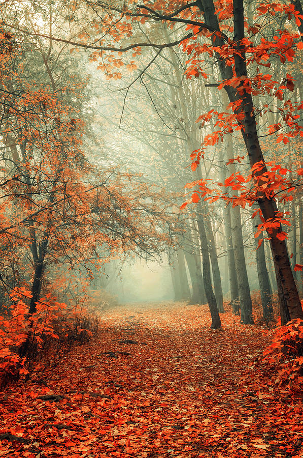 Autumn Rust Photograph by Jenny Rainbow