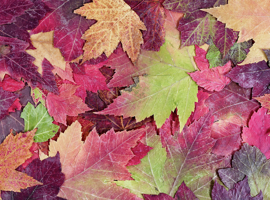 Autumn Rustic Colorful Maple Leaves Background Photograph ...