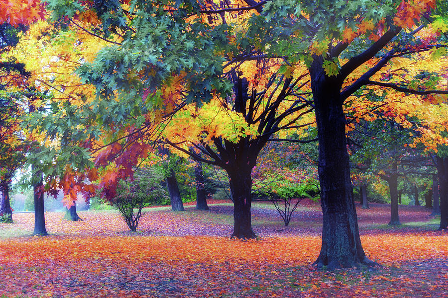 Autumn Symphony Photograph by Jessica Jenney