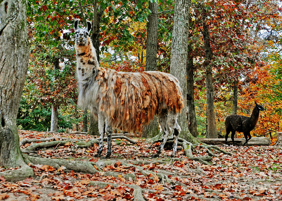 Animal Photograph - Autumn Safari in North Carolina  by Lydia Holly