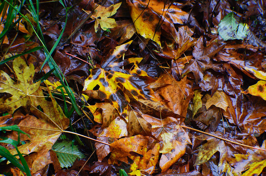 Autumn Sampler Photograph by Adria Trail
