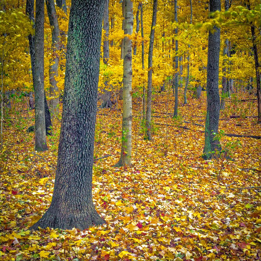 Autumn by Samuel M Purvis III Autumn by Samuel M Purvis III
