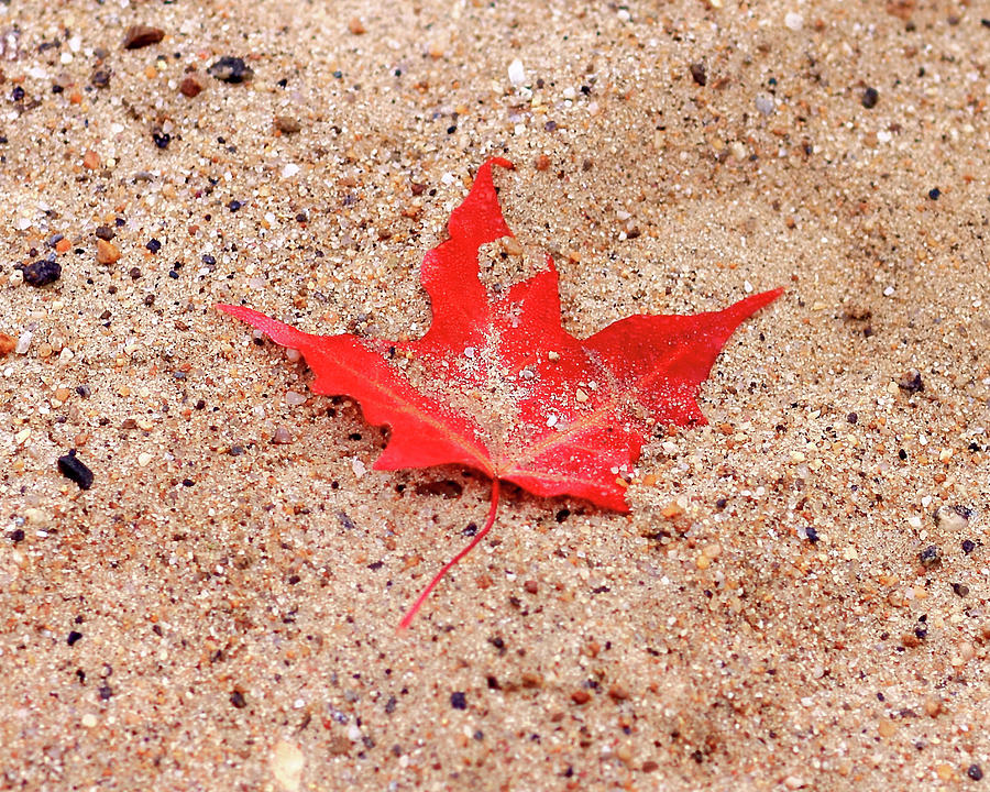 Sand Photograph - Autumn Sand by Brian Pflanz Sand Photograph - Autumn Sand by Brian Pflanz