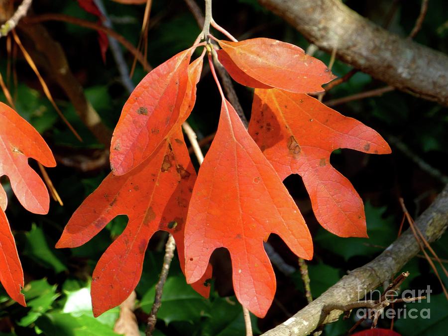Autumn Sassafras Leaves Photograph by Jean Wright