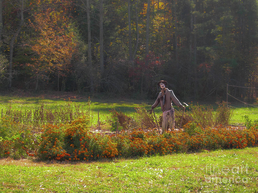 Autumn Scarecrow Photograph