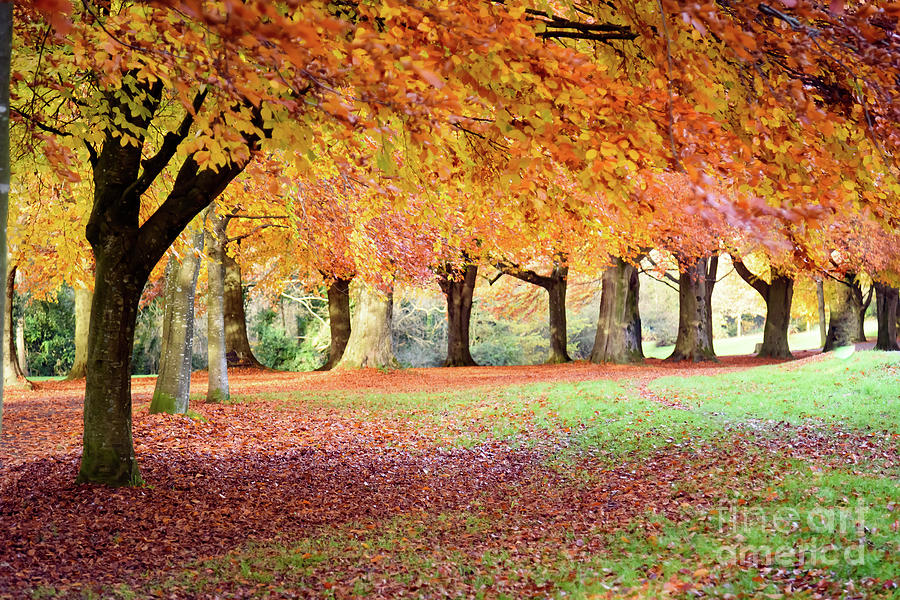 Autumn scene Photograph by Colin Rayner