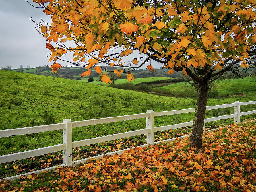 Autumn Scene in the Irish Countryside Photograph by James Truett Autumn Scene in the Irish Countryside Photograph by James Truett