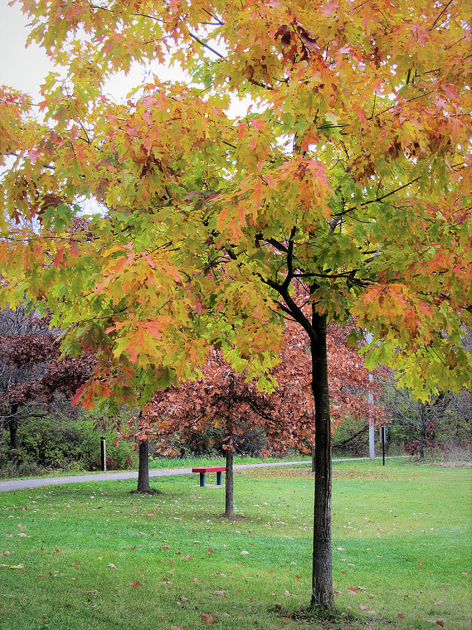 Autumn Scene Photograph
