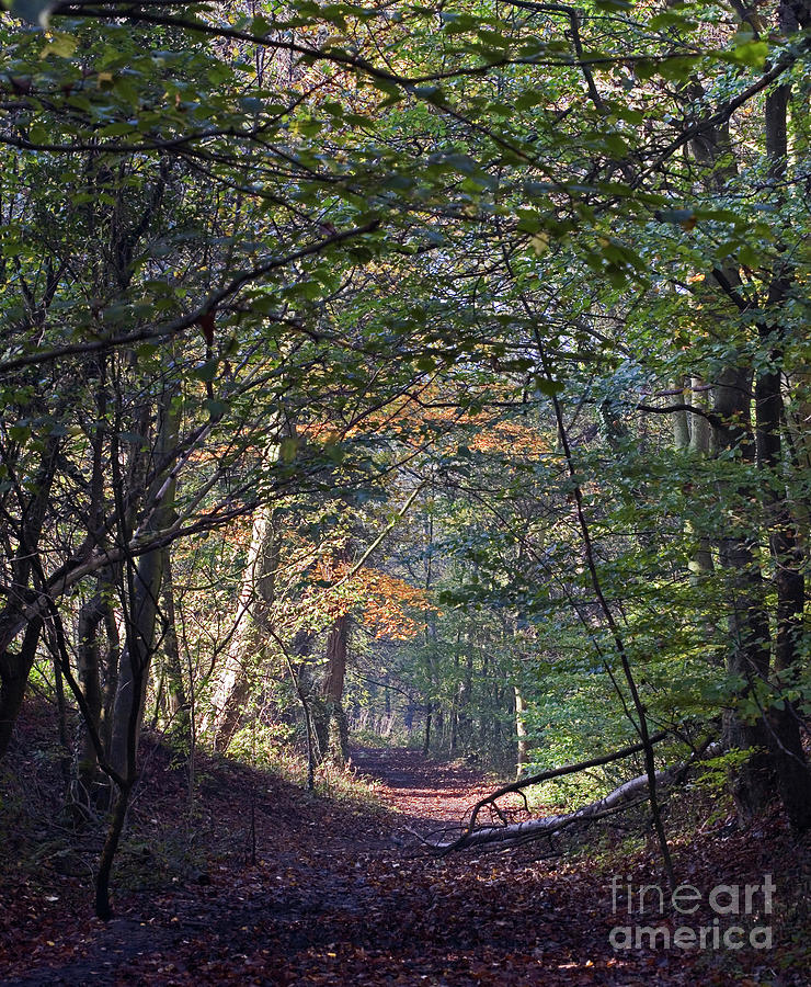 Autumn Scene Remains Of Colliery Tramway Poynton Cheshire England Photograph