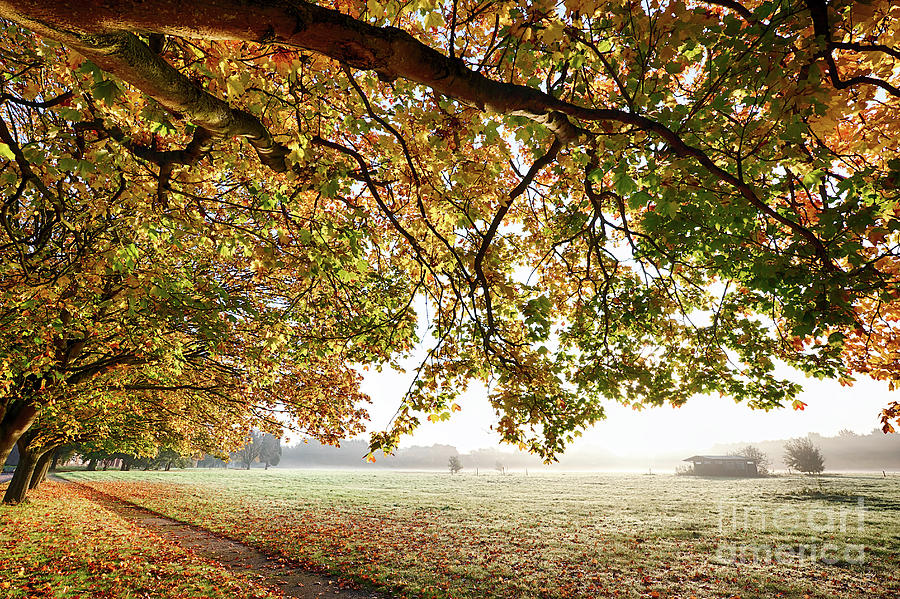 Autumn scene with overhanging trees Photograph by Simon Bratt