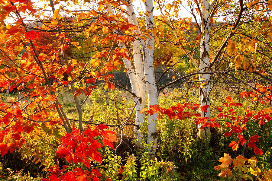 Autumn scene with red leaves and white birch trees, Nova Scotia Photograph by Gary Corbett