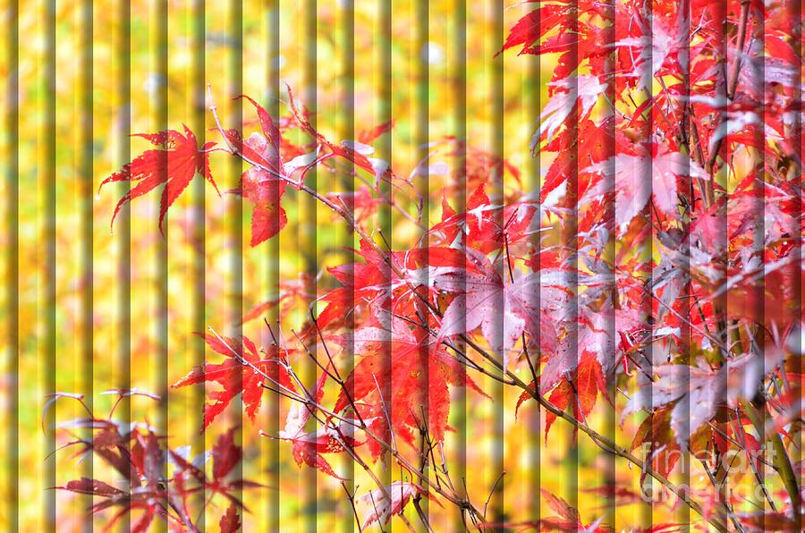 Autumn Screen of Red and Yellow Photograph by Debra Martz