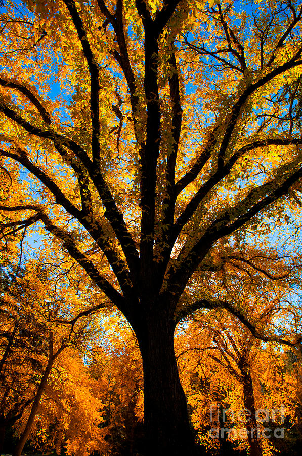 Autumn Season 4 Photograph by Terry Elniski