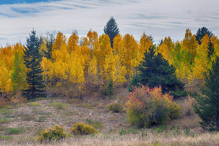 Autumn Season Aspen Grove Panorama Scenic View Photograph by James BO Insogna