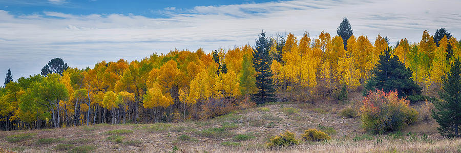 Autumn Season Aspen Panorama Scenic View Photograph by James BO Insogna