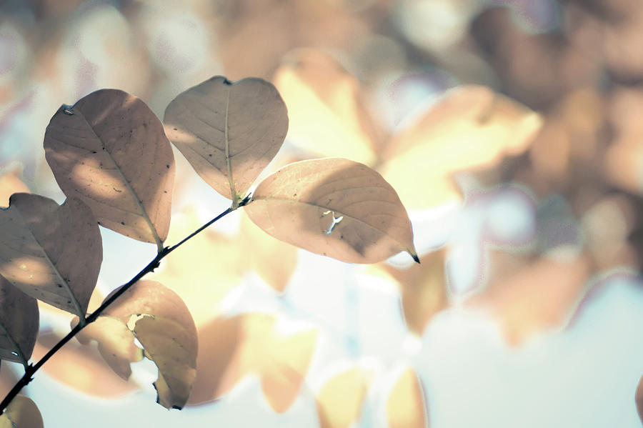 Autumn Season Leaves On A Tree In Sun Light Photograph by Alex Grichenko