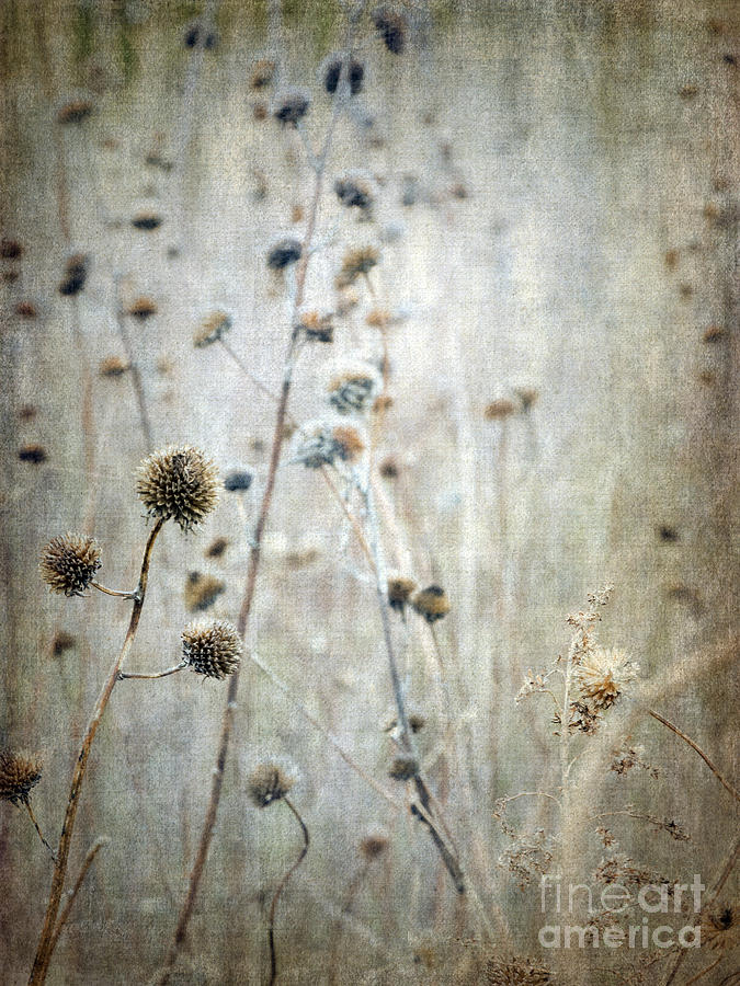 Autumn Seed Heads VI Photograph by Tamara Becker