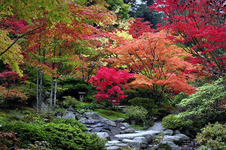 Tree Photograph - Autumn Serenity by Emerita Wheeling