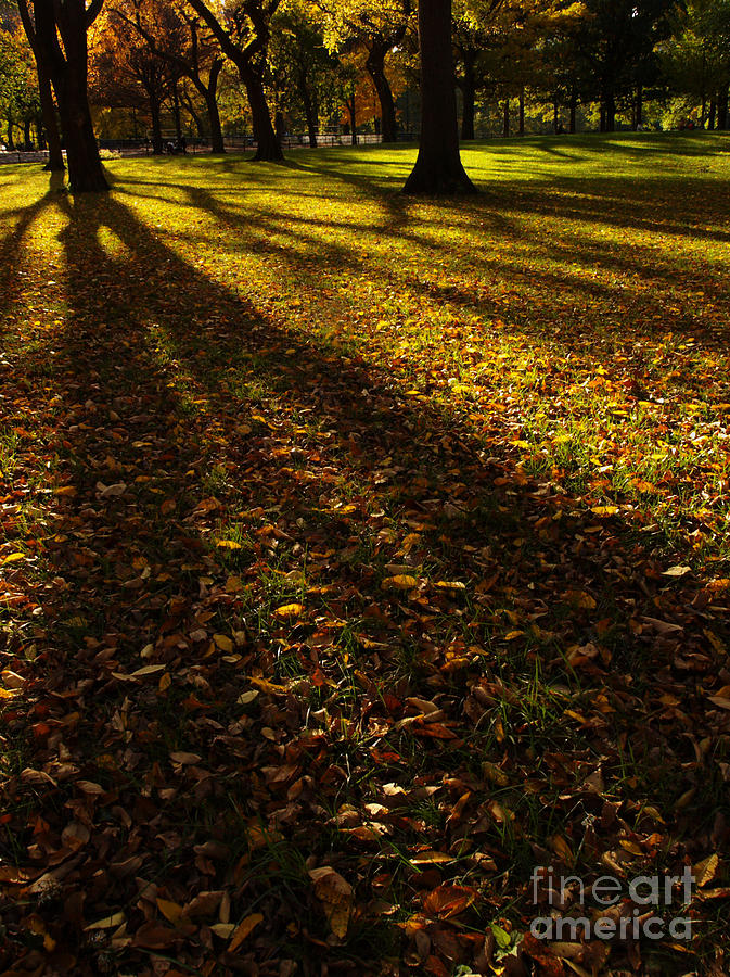 Autumn Shadows 2 Photograph by Dorothy Lee