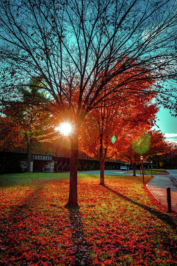 Tree Photograph - Autumn Shadows by Brian James