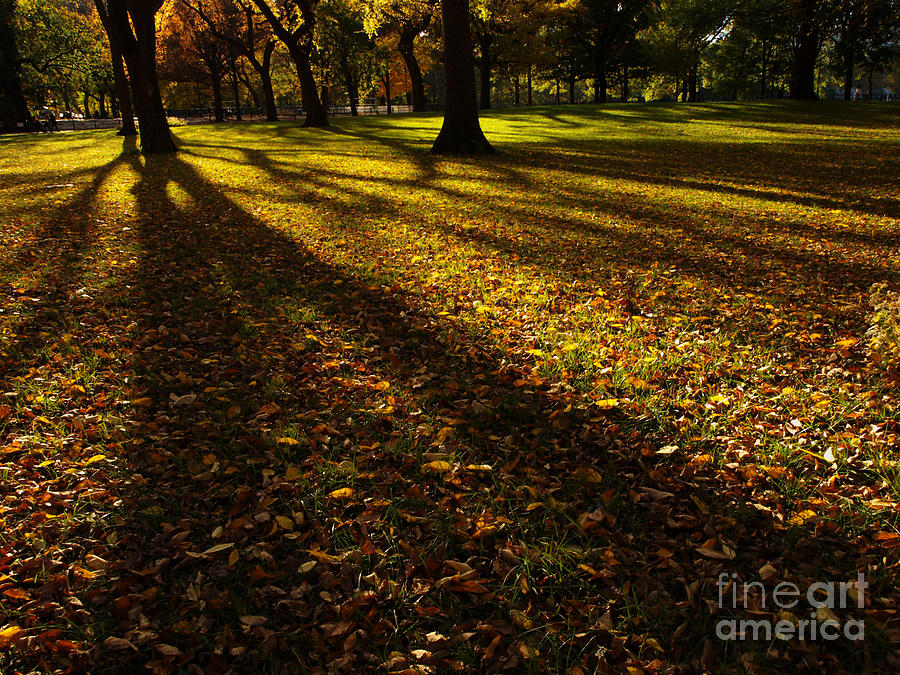 Autumn Shadows Photograph by Dorothy Lee