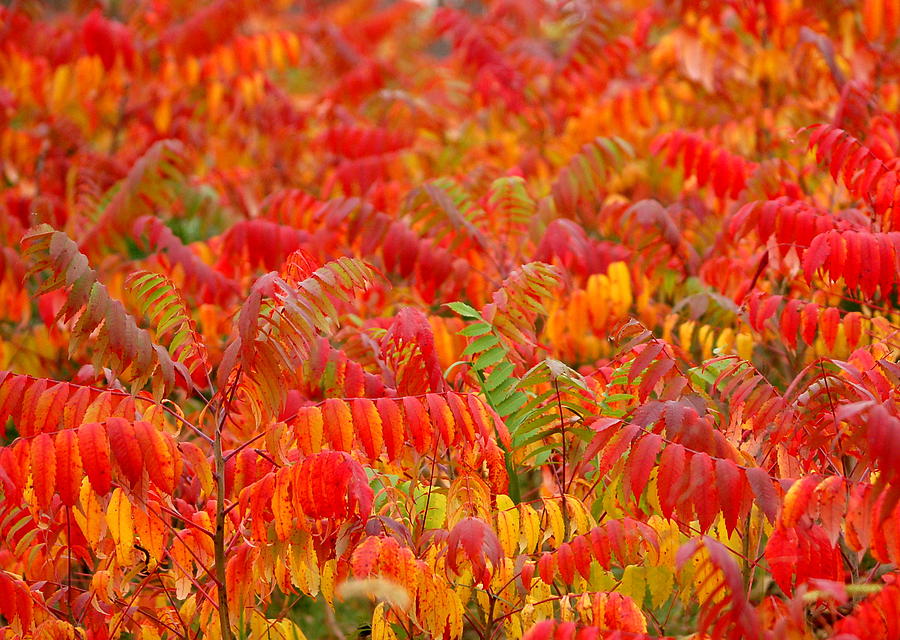 Autumn Show Photograph by Edward Loesch - Fine Art America