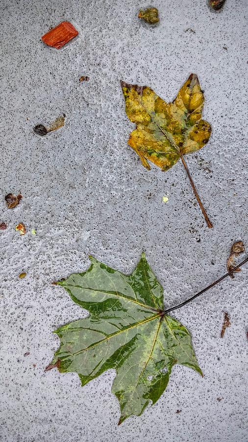 Autumn Sidewalk Leaf Palette Photograph by Kathy Barney
