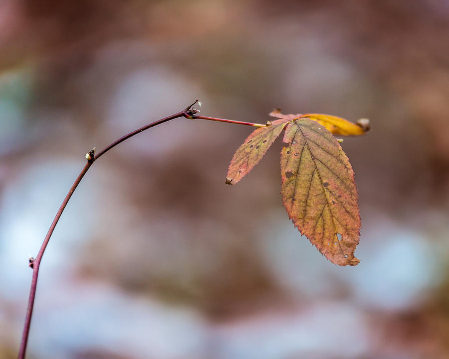 Autumn Simplicity Photograph by Chris Bordeleau