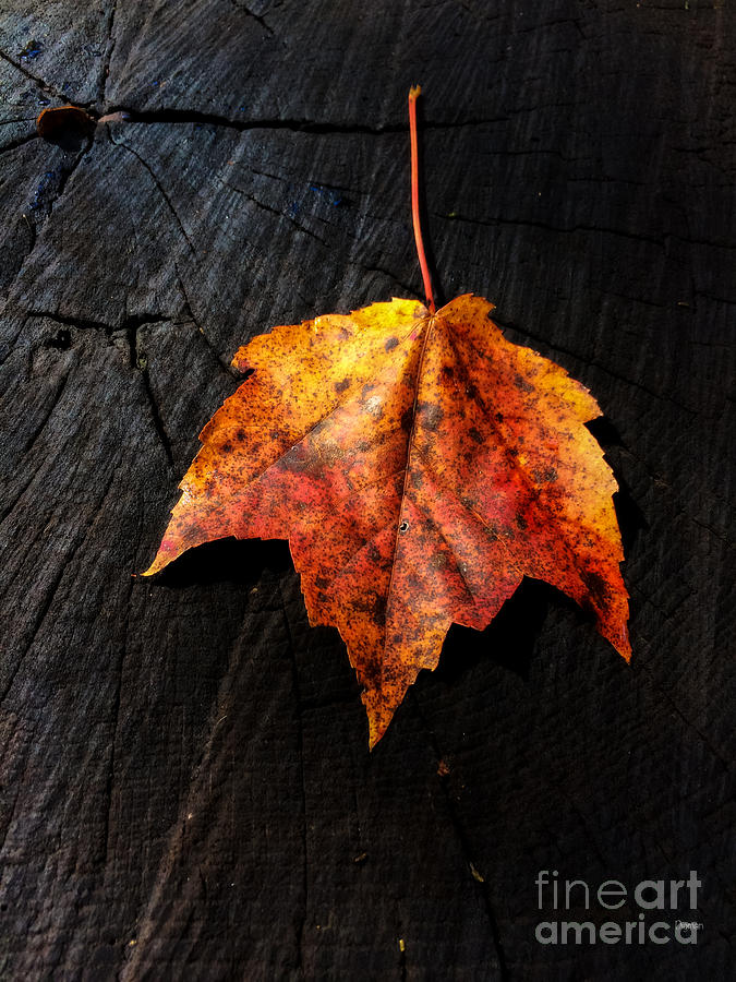Autumn Photograph - Autumn Singularity by Steven Digman Autumn Photograph - Autumn Singularity by Steven Digman