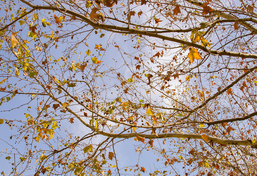 Autumn Sky Photograph by AM FineArtPrints
