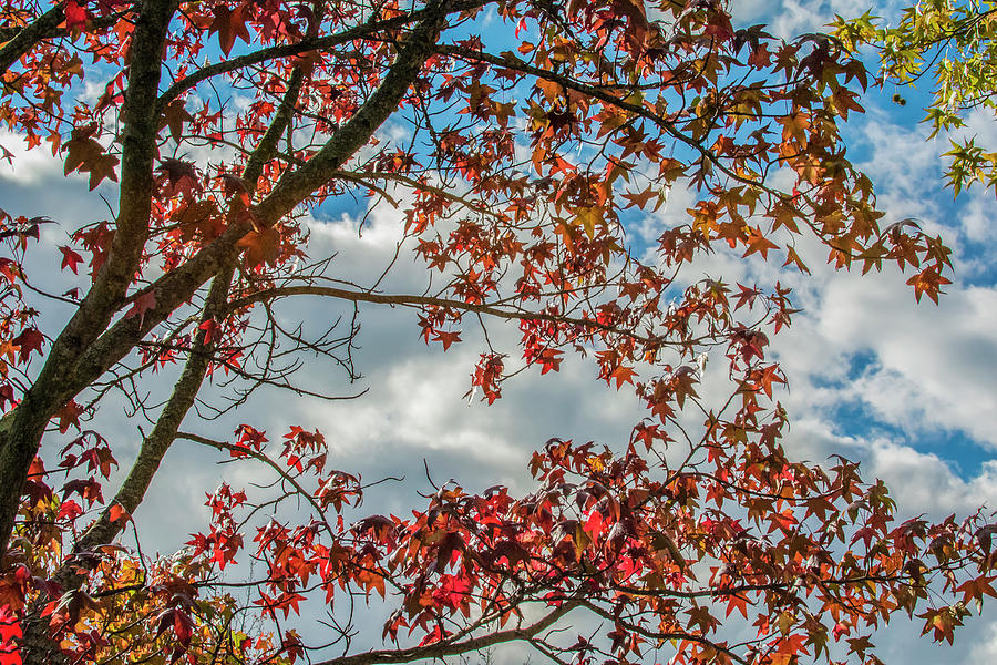 Autumn Sky Photograph by Cathy Kovarik